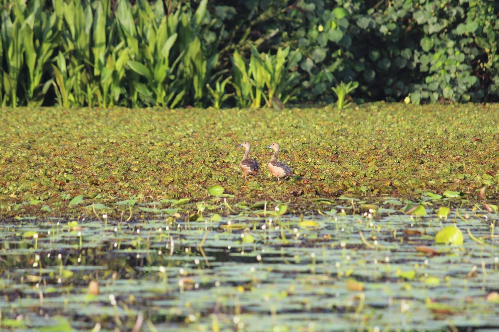 Lake Resort Bolgoda Wadduwa Exterior foto